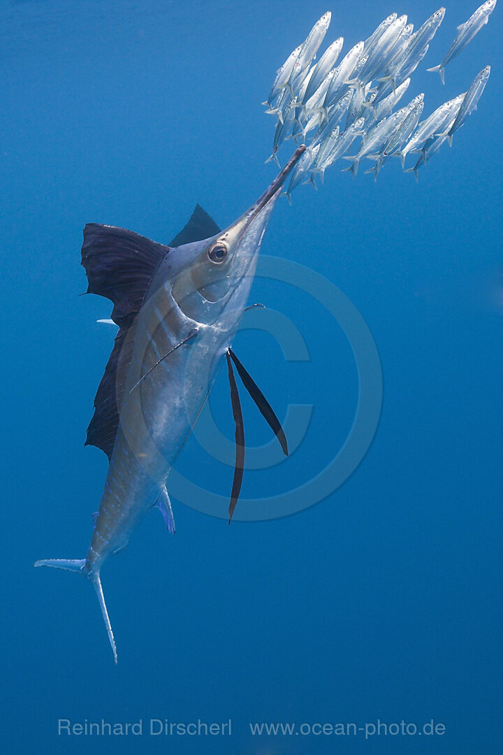 Atlantischer Faecherfisch jagt Sardinen, Istiophorus albicans, Isla Mujeres, Halbinsel Yucatan, Karibik, Mexiko