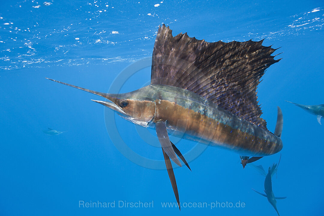 Atlantischer Faecherfisch