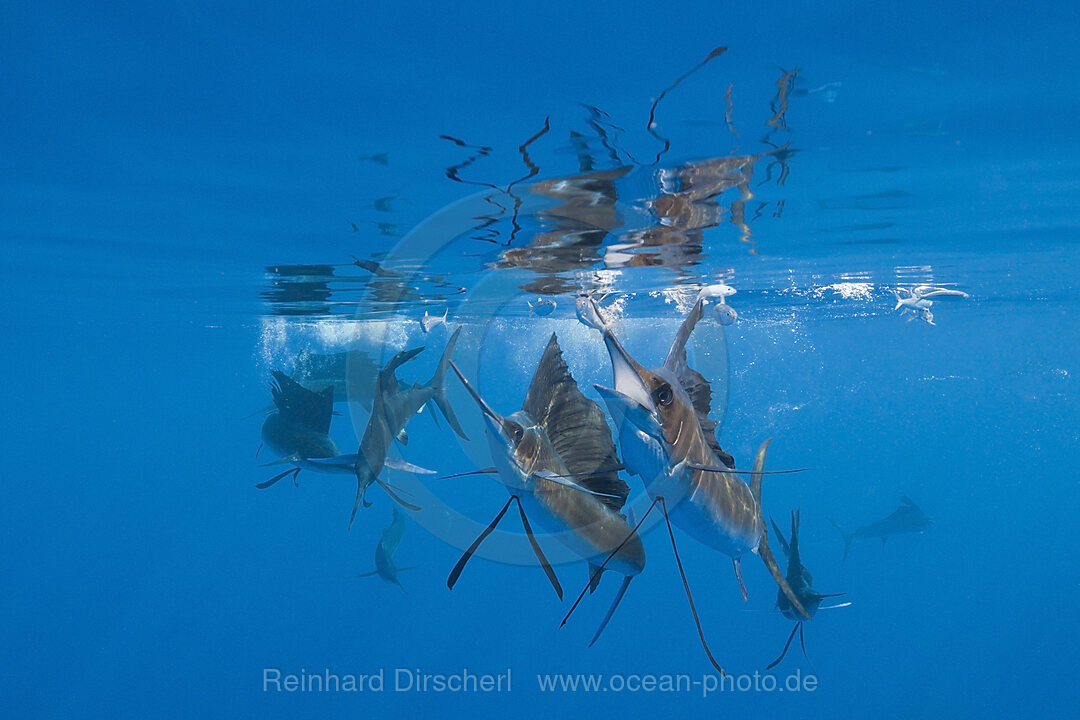 Atlantische Faecherfische jagen Sardinen, Istiophorus albicans, Isla Mujeres, Halbinsel Yucatan, Karibik, Mexiko