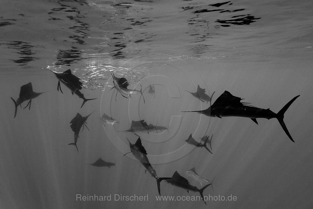 Atlantic Sailfish hunting Sardines