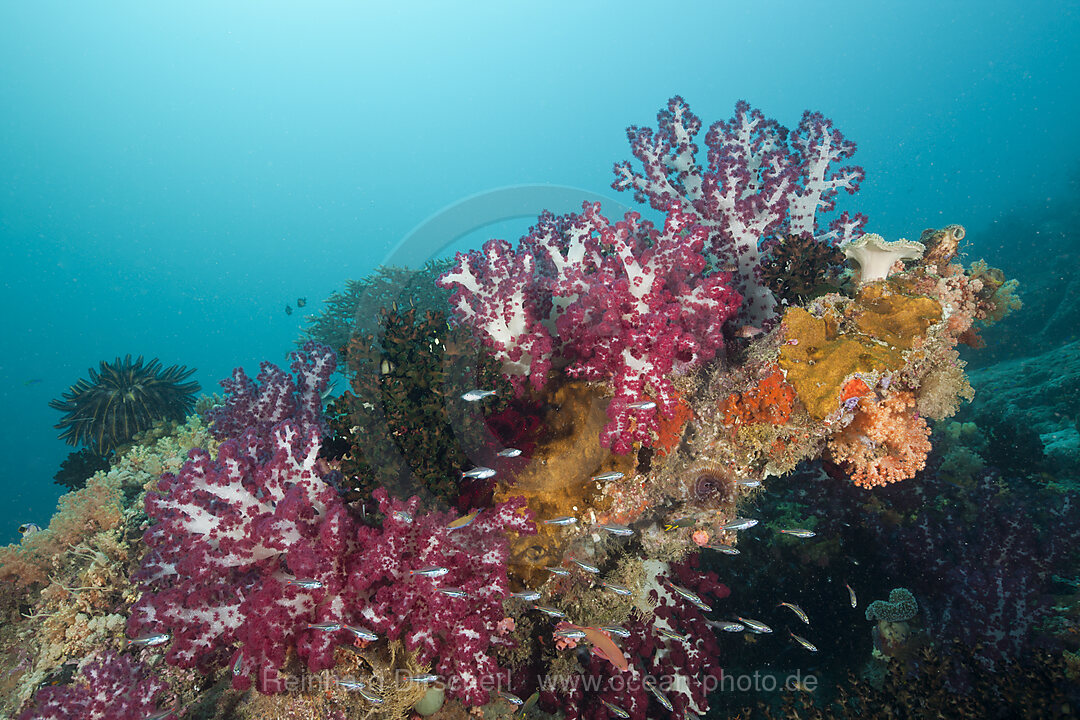 Rote Weichkorallen am Riff, Dendronephthya sp., Raja Ampat, West Papua, Indonesien