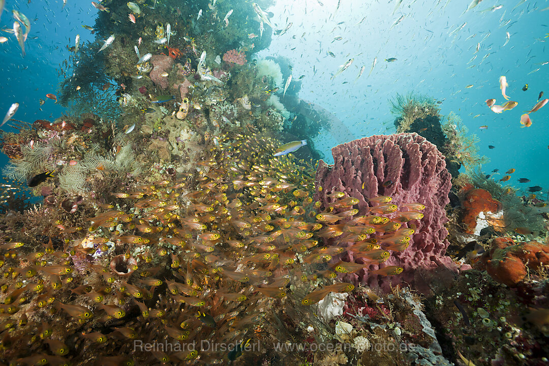 Glasfische in Korallenriff, Parapriacanthus ransonneti, Raja Ampat, West Papua, Indonesien