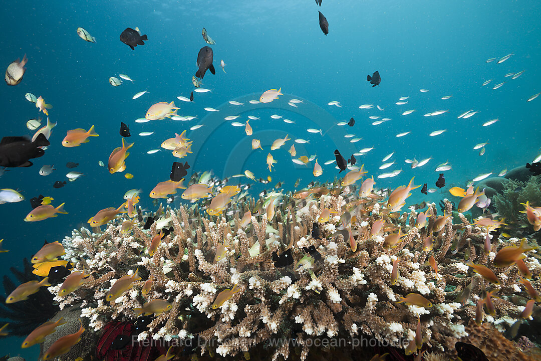 Fahnenbarsche ueber Koralle, Pseudanthias cheirospilos, Raja Ampat, West Papua, Indonesien