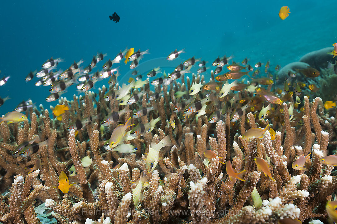 Korallenfische ueber Geweihkorallen, Raja Ampat, West Papua, Indonesien