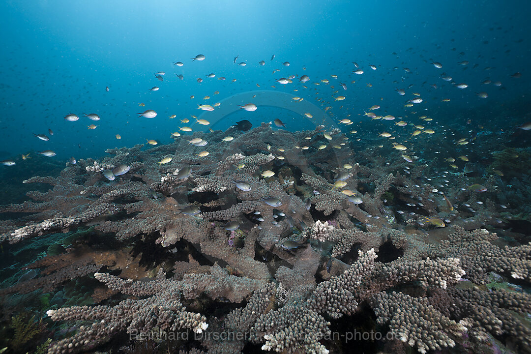 Coral Fishes over Antler Coral