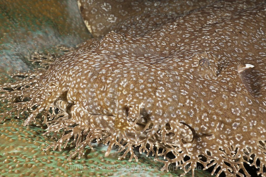 Tasselled Wobbegong