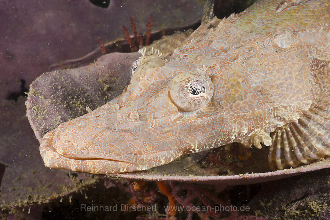 Juvenile Beauforts Crocodilefish