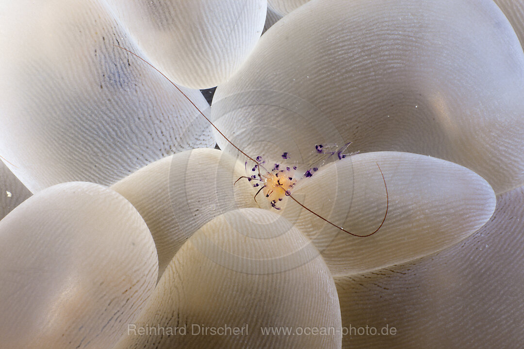 Partnergarnele einer Blasenkoralle, Vir philippinensis, Plerogyra sinuosa, Raja Ampat, West Papua, Indonesien