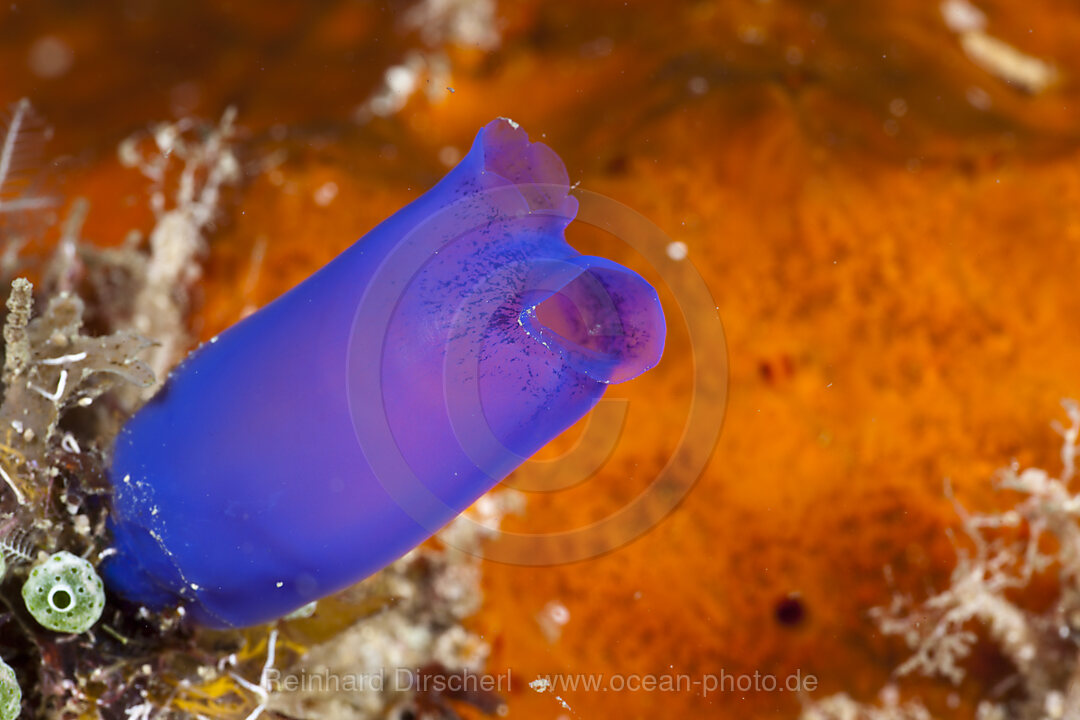 Blue Tunicate, Rhopalaea morph blue, Raja Ampat, West Papua, Indonesia