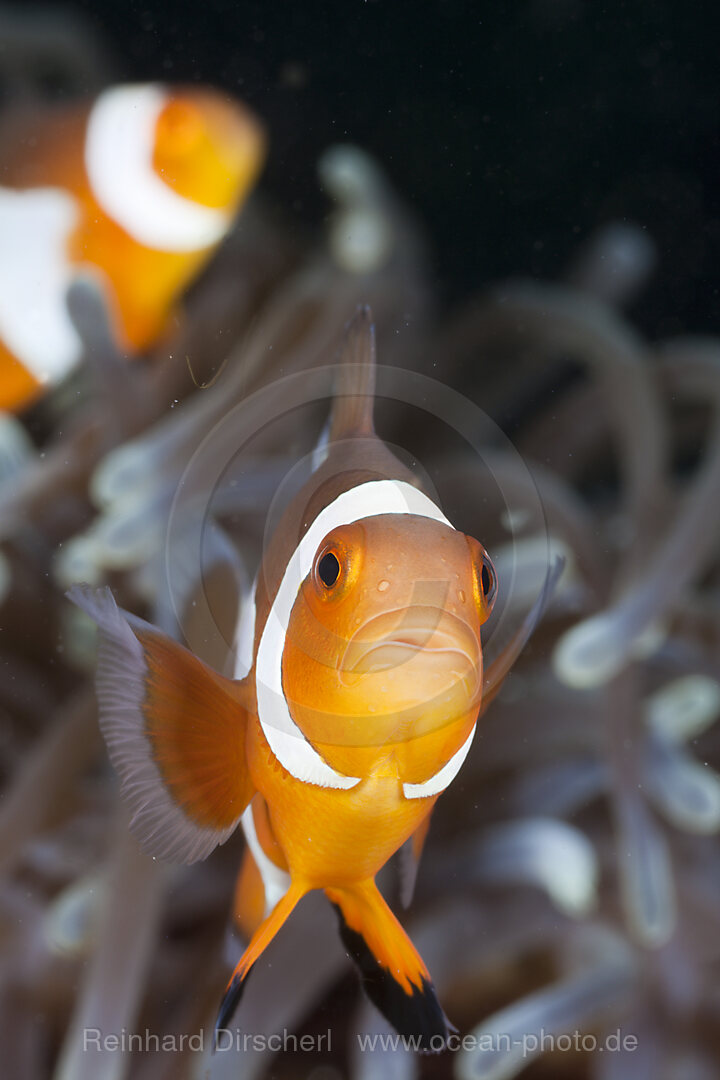 Orange-Ringel-Anemonenfisch, Amphiprion ocellaris, Raja Ampat, West Papua, Indonesien