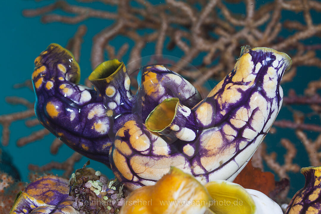 Golden Sea-Squirt