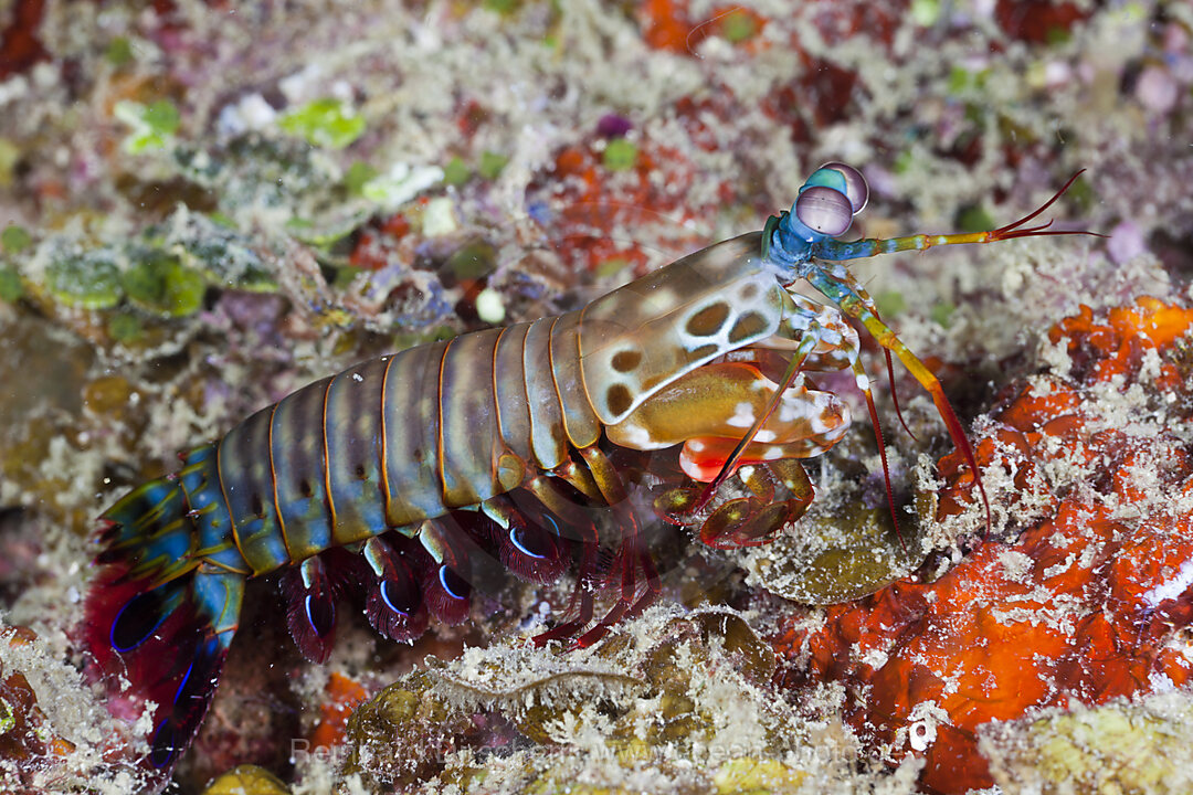 Mantis Shrimp