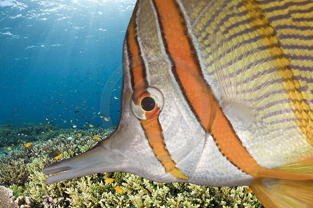 Kupferstreifen-Pinzettfisch
