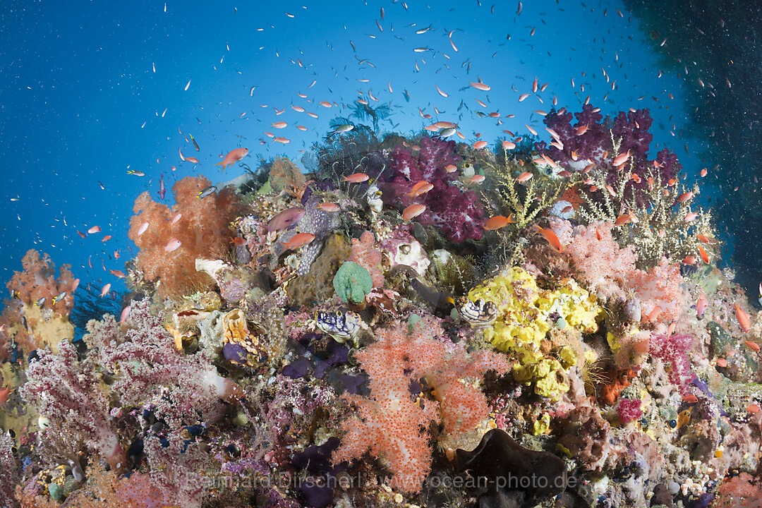 Colorful Coral Reef with Anthias
