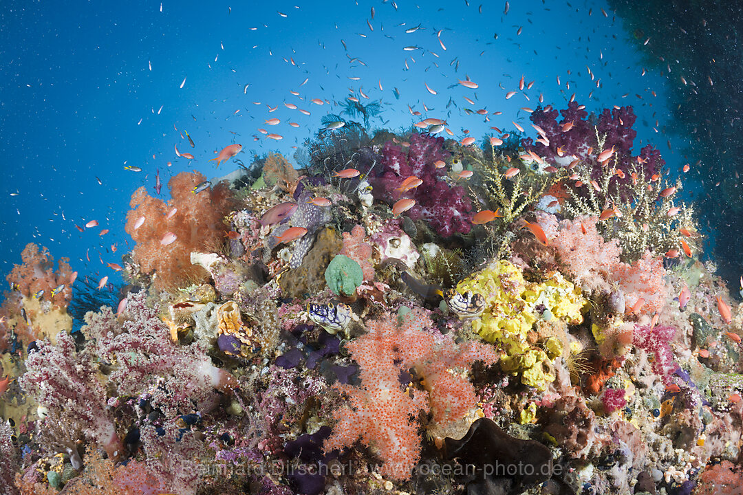 Buntes Korallenriff mit Fahnenbarschen, Pseudanthias cheirospilos, Raja Ampat, West Papua, Indonesien