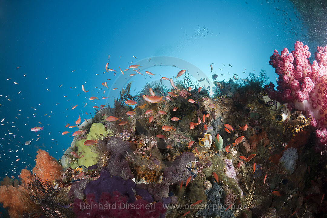 Fahnenbarsche am Riff, Pseudanthias cheirospilos, Raja Ampat, West Papua, Indonesien