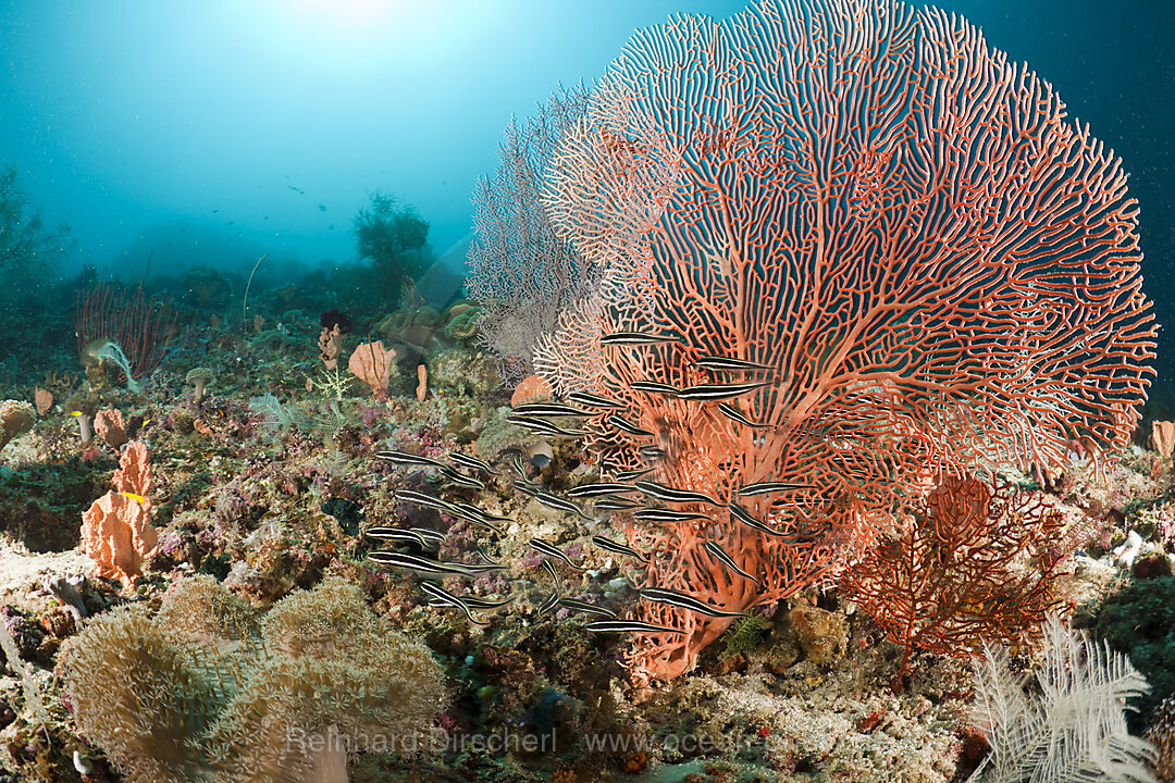 Streifenwelse vor Gorgonie, Raja Ampat, West Papua, Indonesien