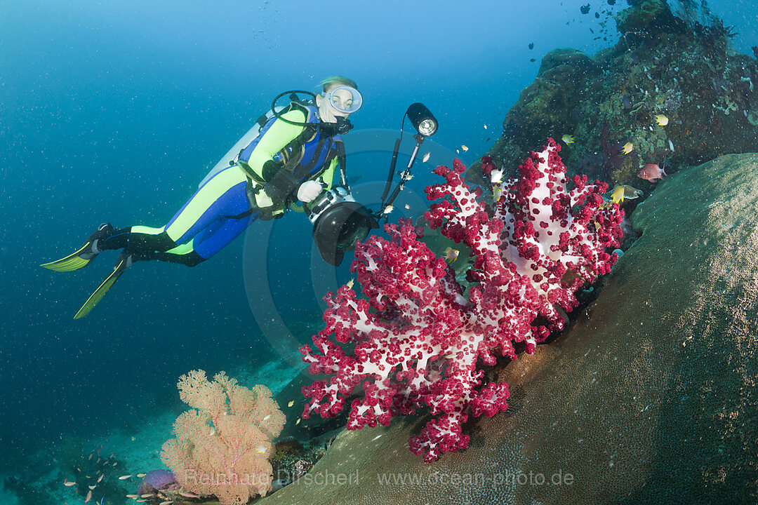 Scuba Diver and red Soft Coral