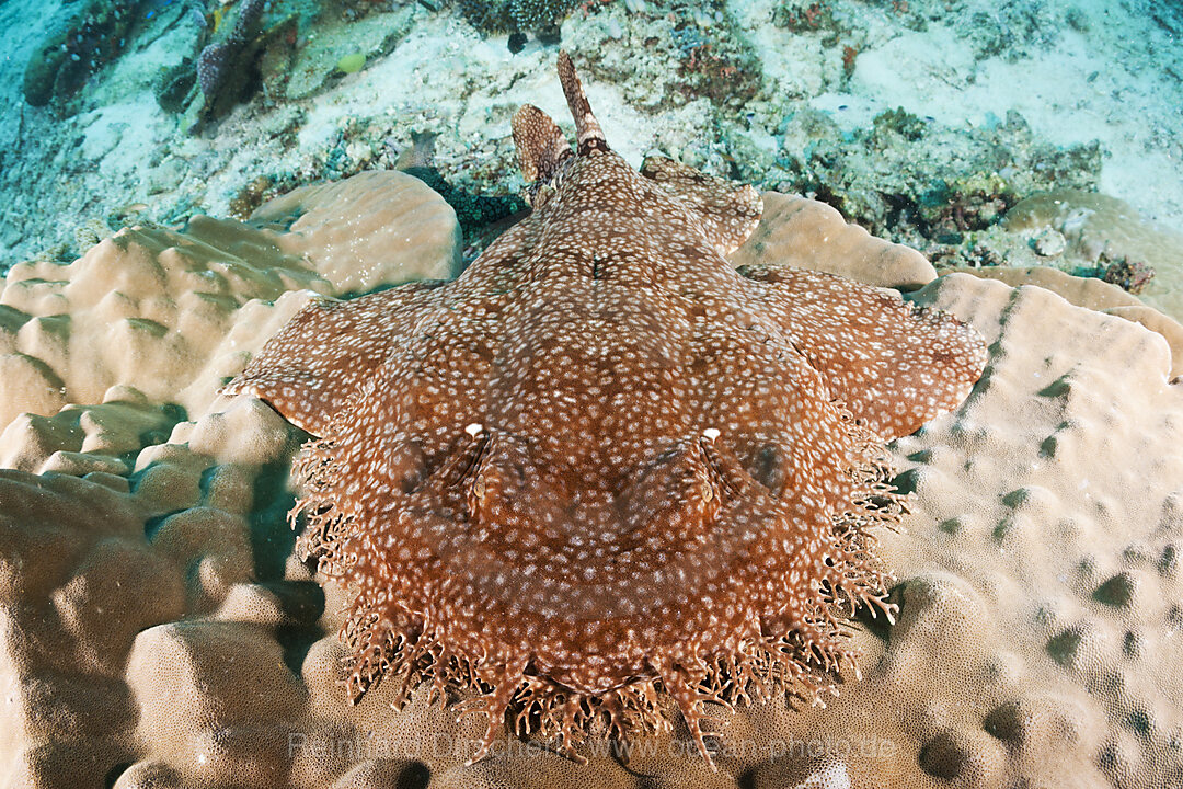 Tasselled Wobbegong
