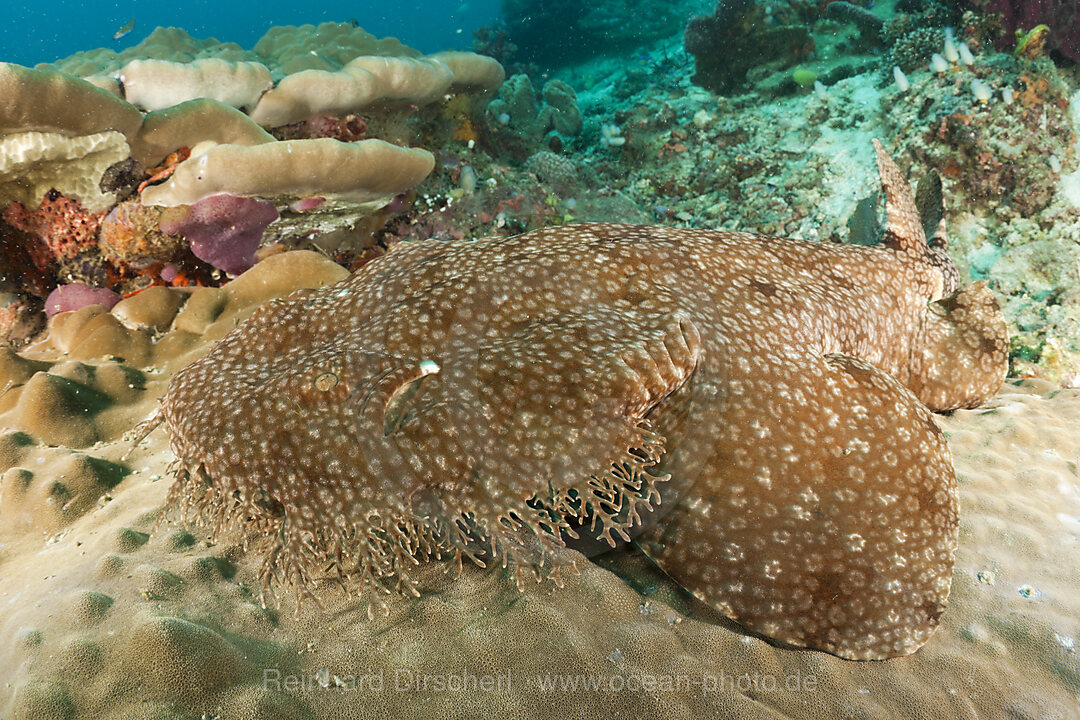 Fransen-Wobbegong, Eucrossorhinchus dasypogon, Raja Ampat, West Papua, Indonesien