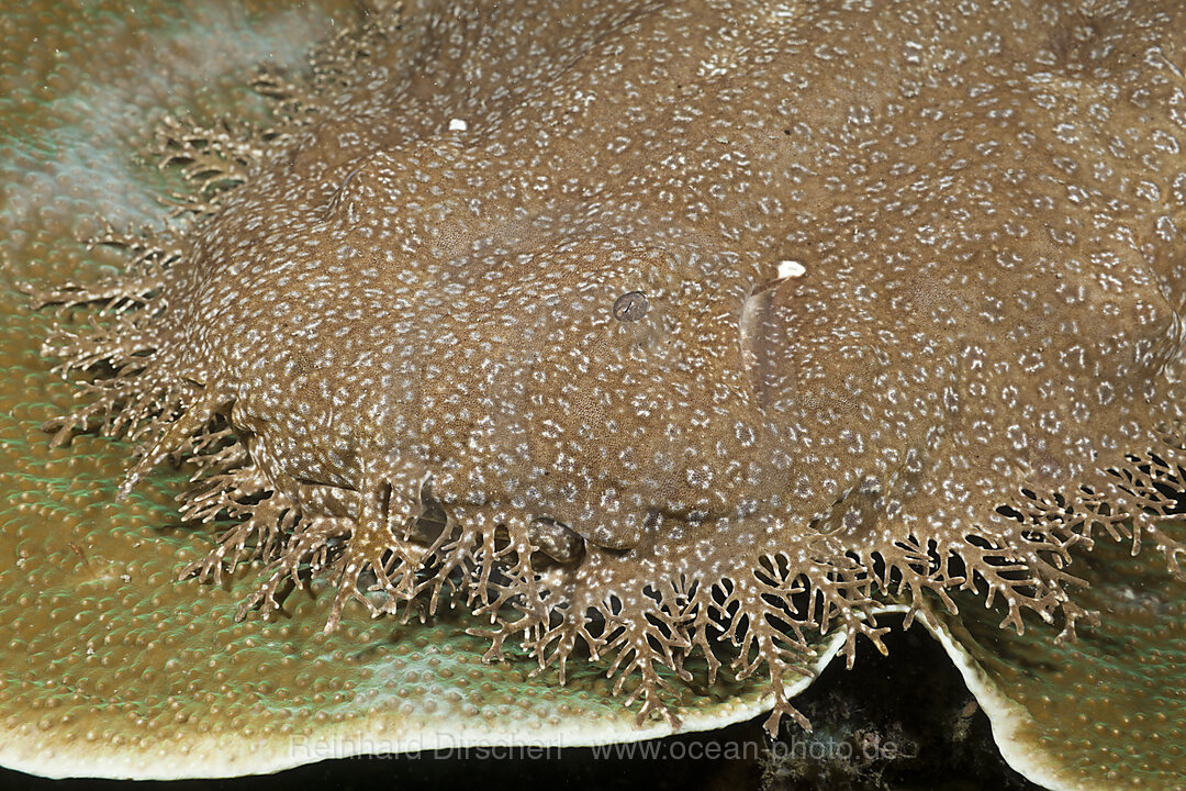 Fransen-Wobbegong, Eucrossorhinchus dasypogon, Raja Ampat, West Papua, Indonesien