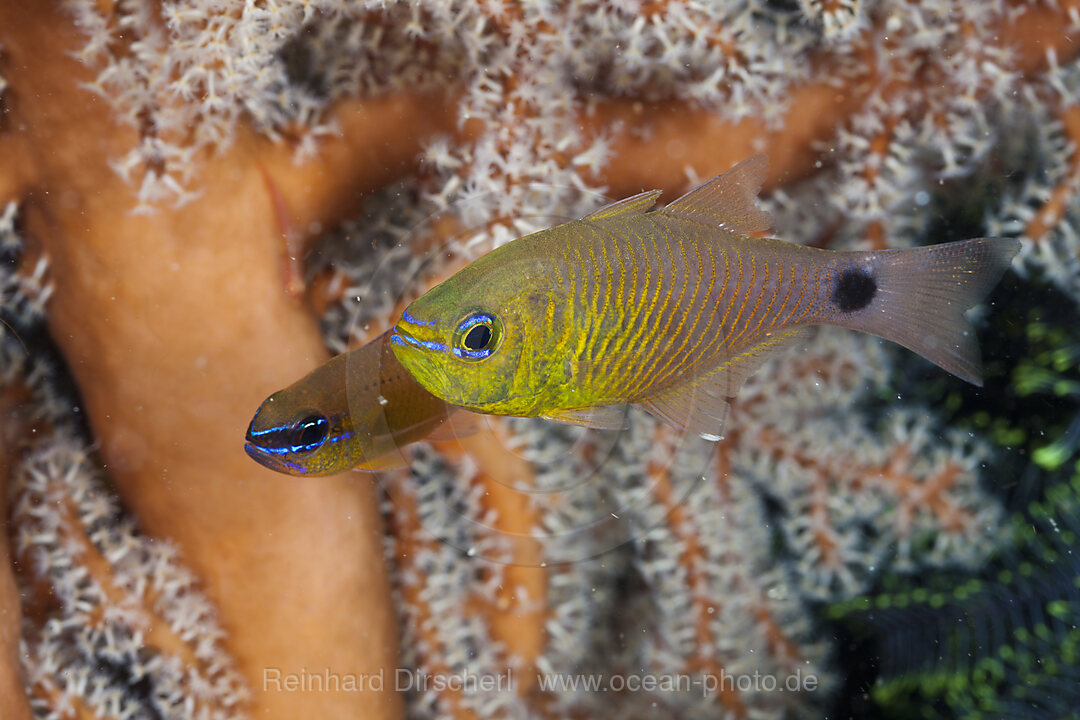 Golden Cardinalfish