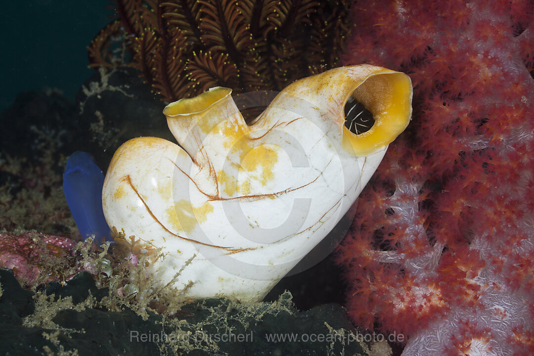 Golden Tunicate