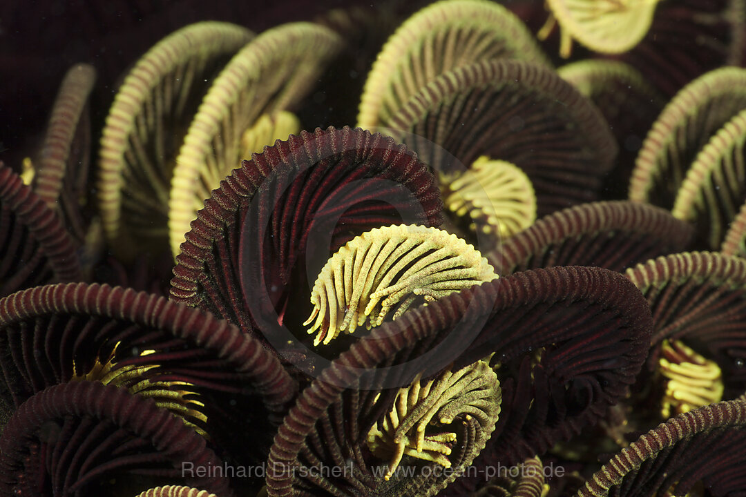 Tentacle of Crinoid