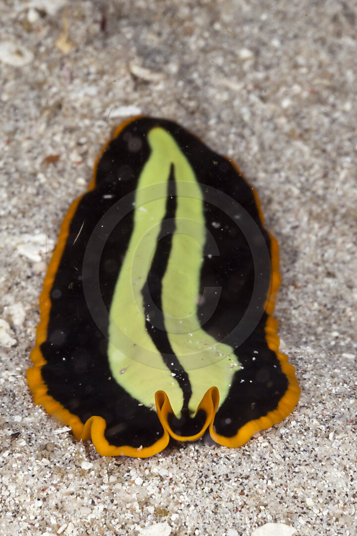 Yellow-black Flatworm