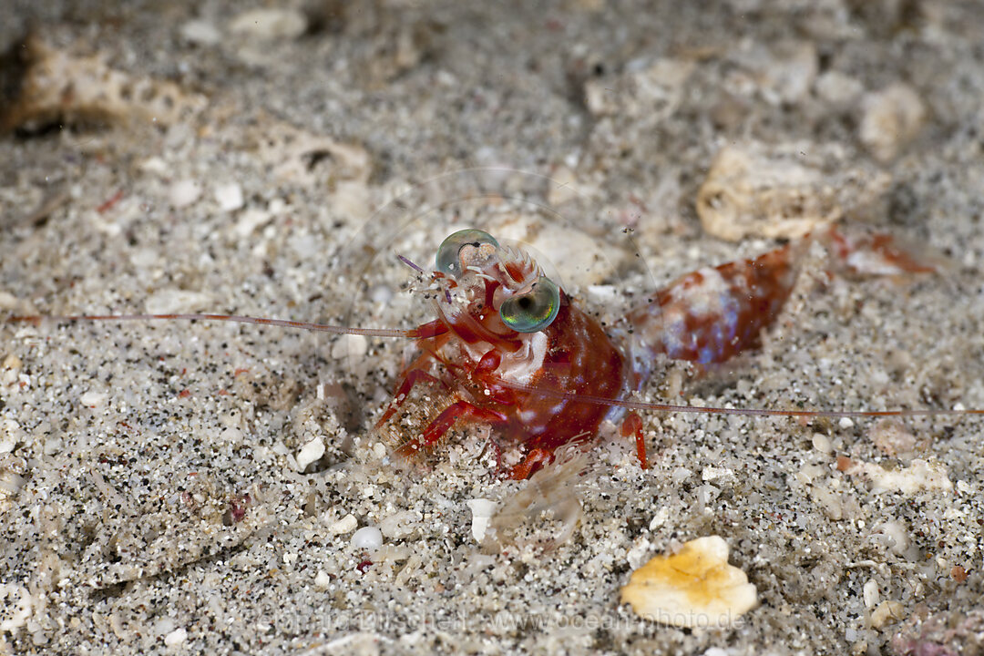 Shrimp, Metapenaeopsis lamellata, Raja Ampat, West Papua, Indonesia