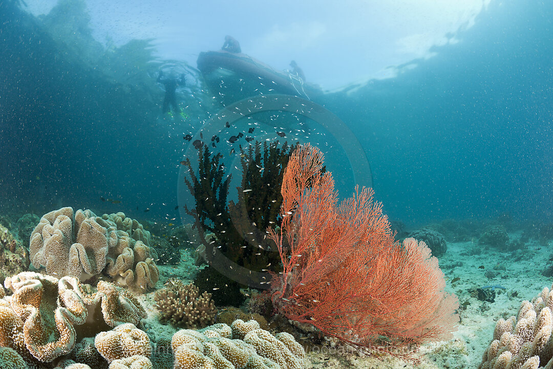 Shallow Coral Reef