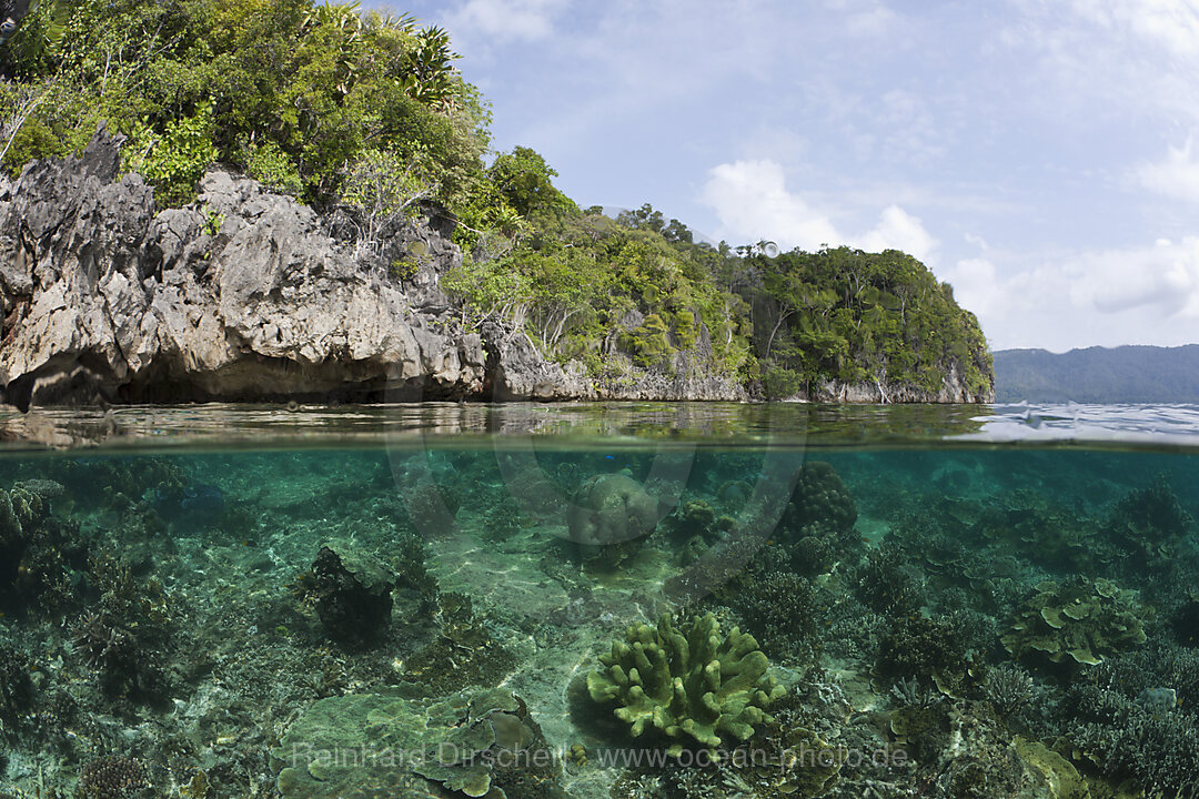 Shallow Coral Reef