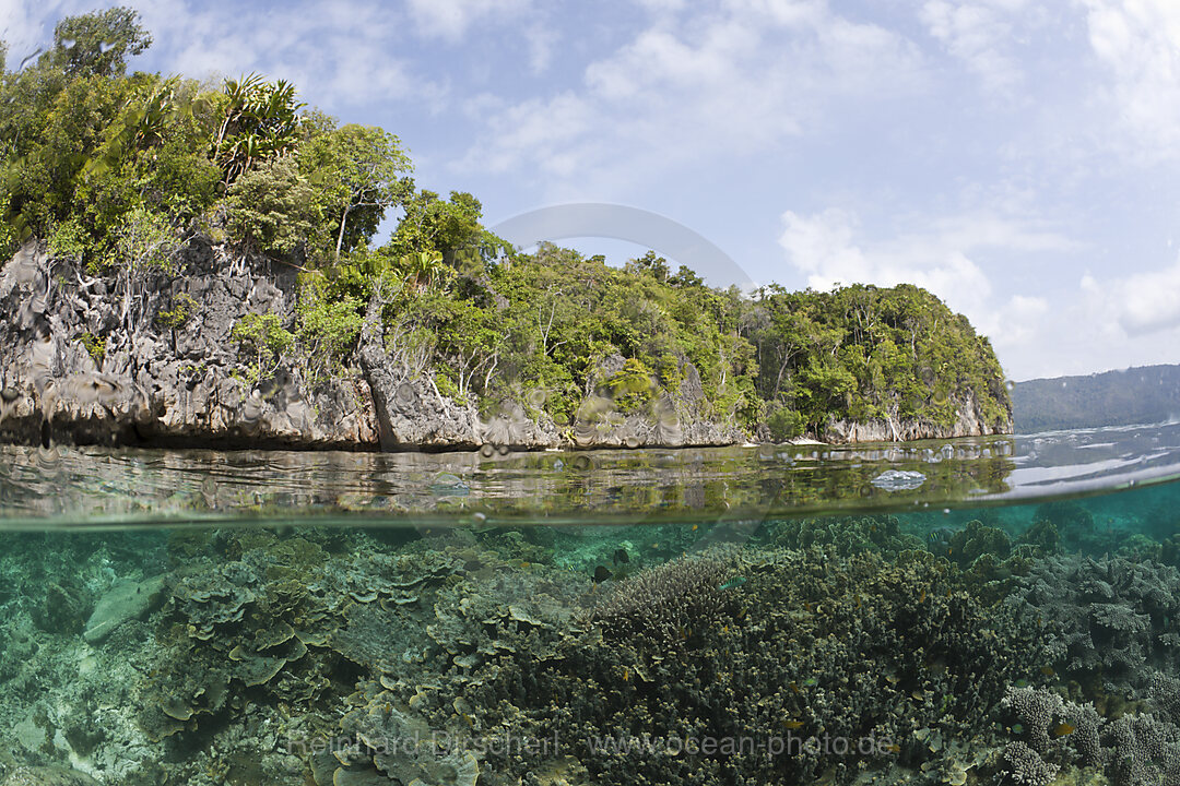Shallow Coral Reef