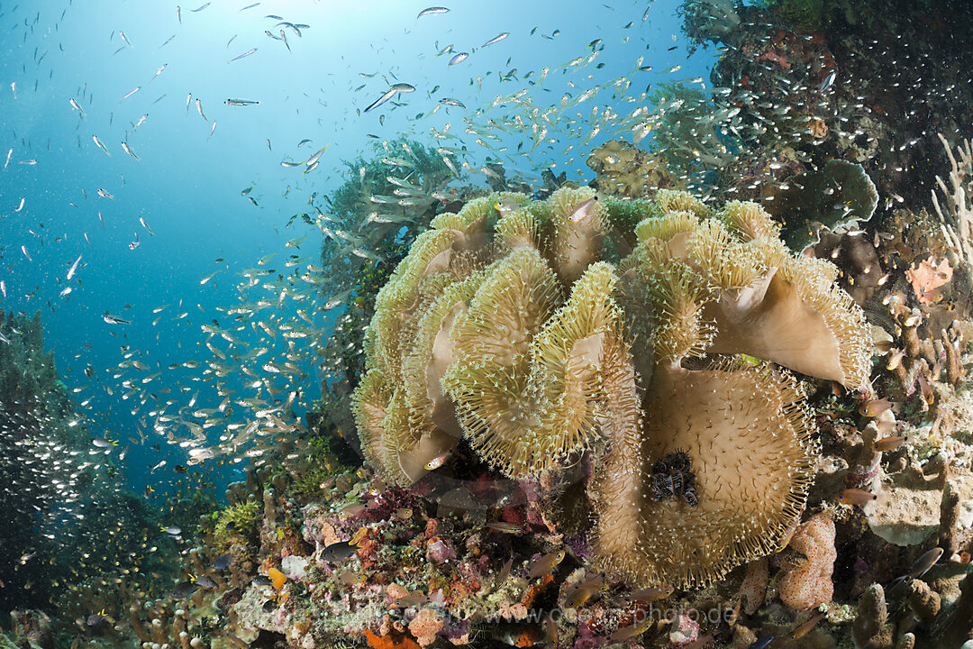 Mushroom Soft Coral