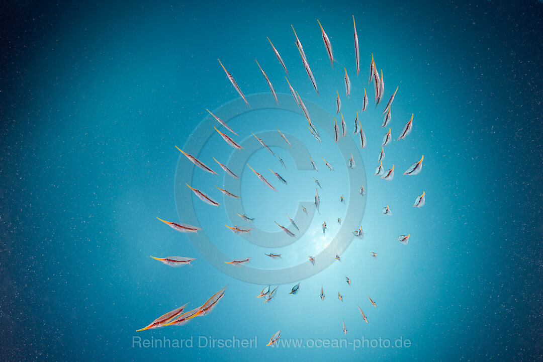 Shoal of Razorfish