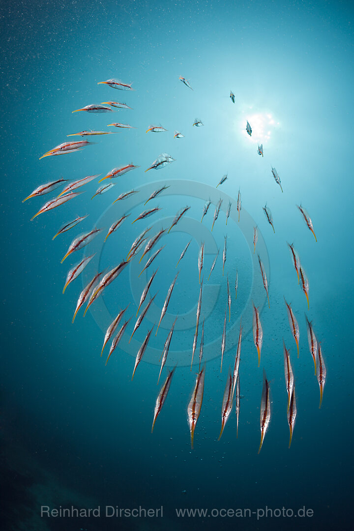 Shoal of Razorfish