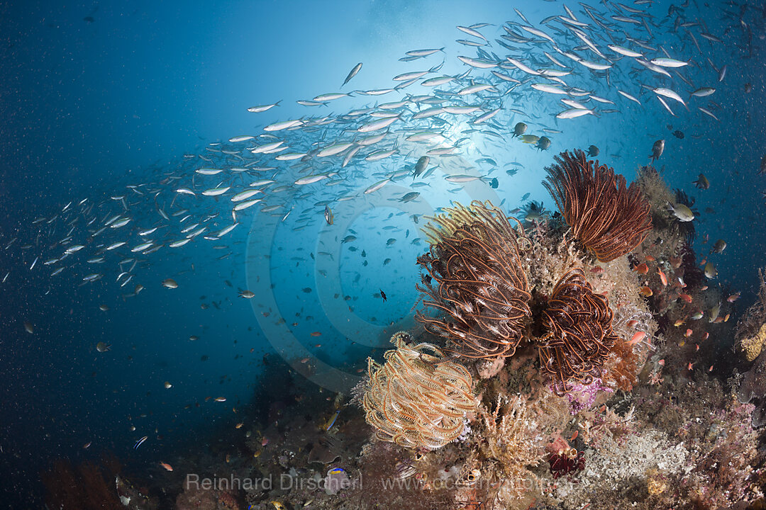 Mosaic Fusilier over Coral Reef