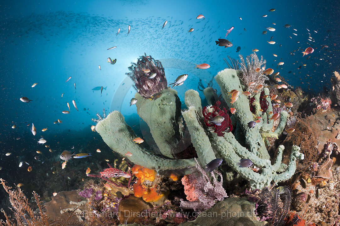 Riff mit bunten Korallenfischen, Raja Ampat, West Papua, Indonesien