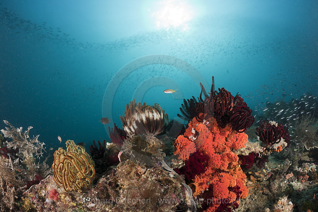 Crinoids on Coral Reef
