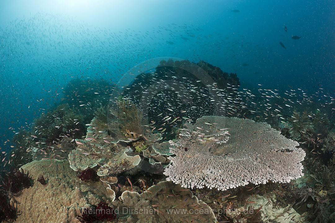 Korallenfische ueber Tischkoralle, Raja Ampat, West Papua, Indonesien