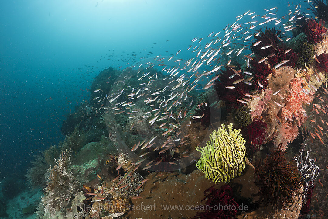 Schooling Fusiliers over Coral Reef