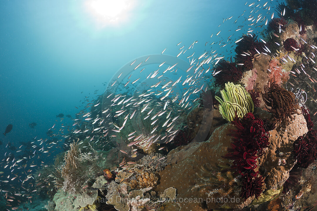 Schooling Fusiliers over Coral Reef