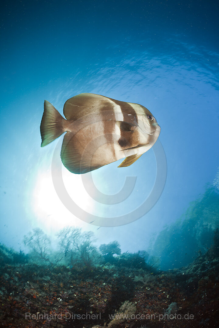 Longfin Batfish