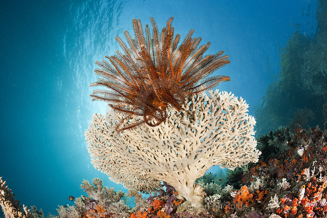 Crinoid on small Table Coral