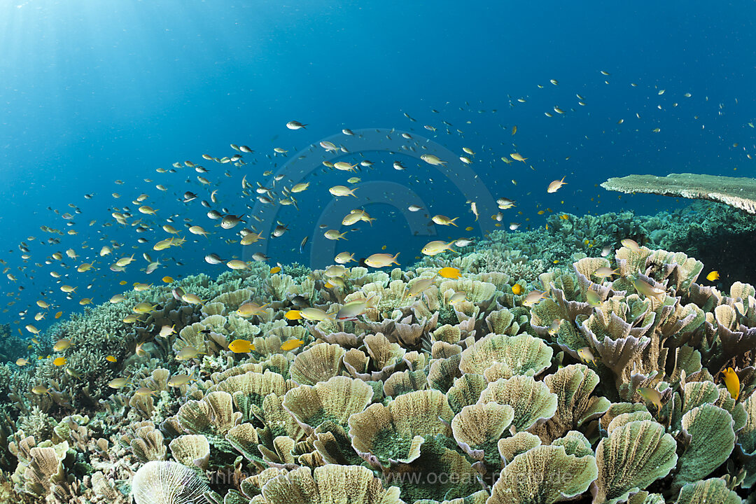 Korallenfische ueber Hartkorallen, Raja Ampat, West Papua, Indonesien