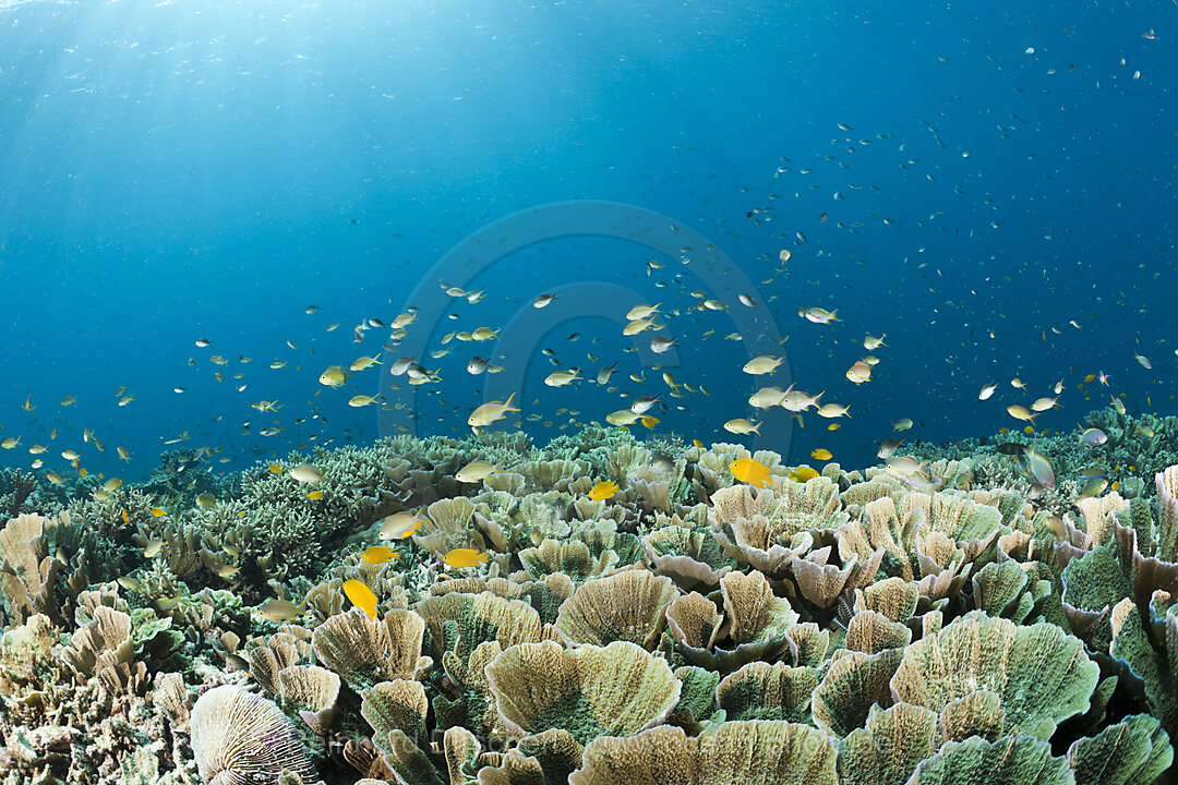 Korallenfische ueber Hartkorallen, Raja Ampat, West Papua, Indonesien