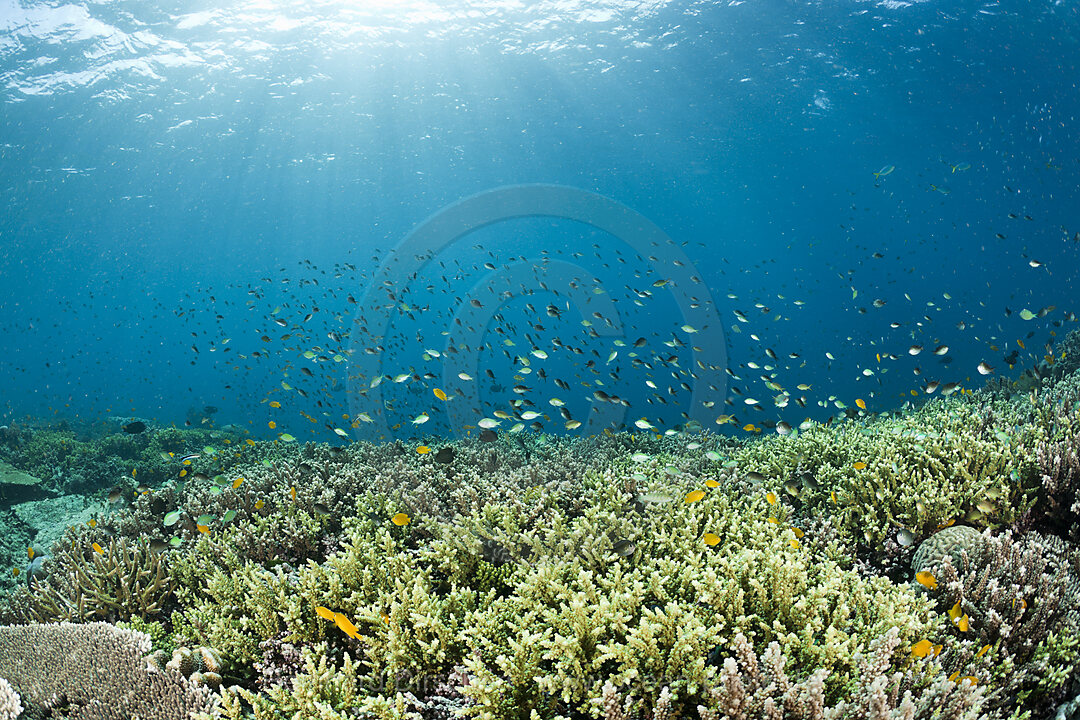 Korallenfische ueber Hartkorallen, Raja Ampat, West Papua, Indonesien