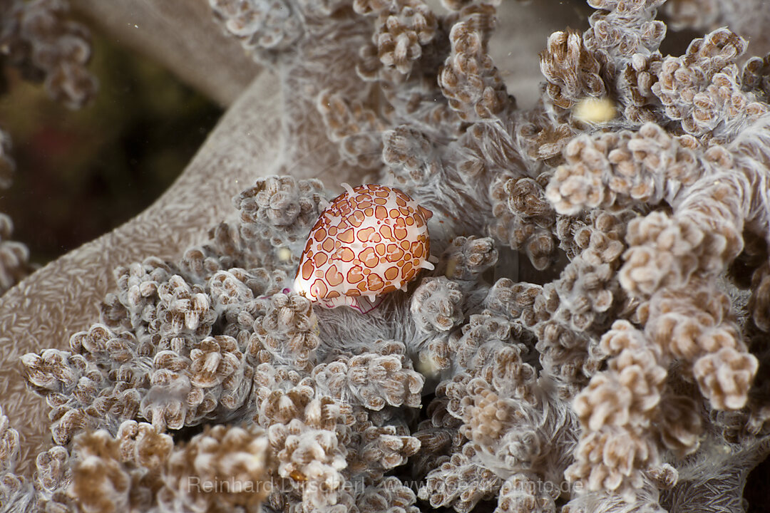 Eischnecke, Globovula margarita, Raja Ampat, West Papua, Indonesien