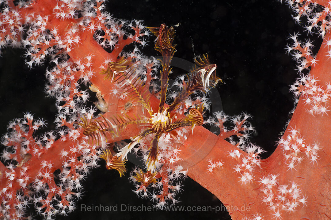 Kleiner Haarstern auf roter Koralle, Comanthina sp., Siphonogorgia godeffroyi, Raja Ampat, West Papua, Indonesien