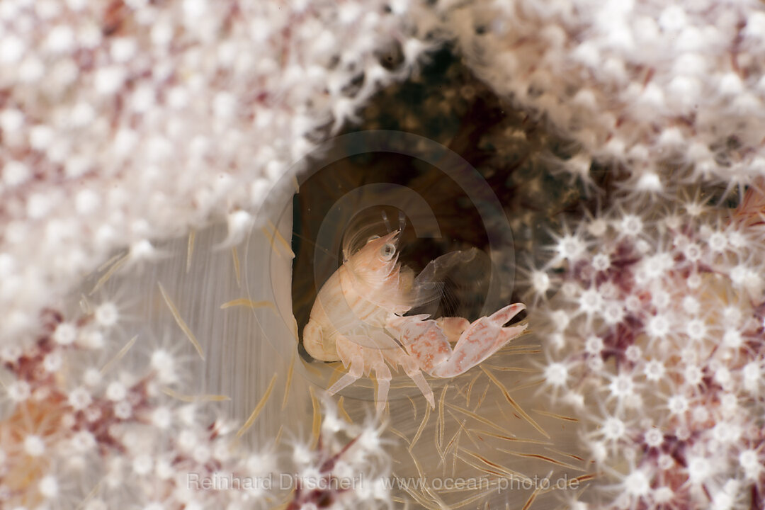 Soft Coral Porcellain Crab